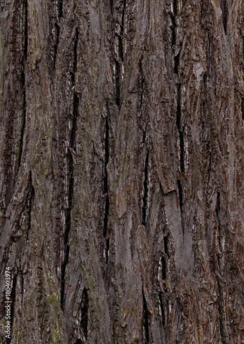 linden - bark texture of an old tree in the forest