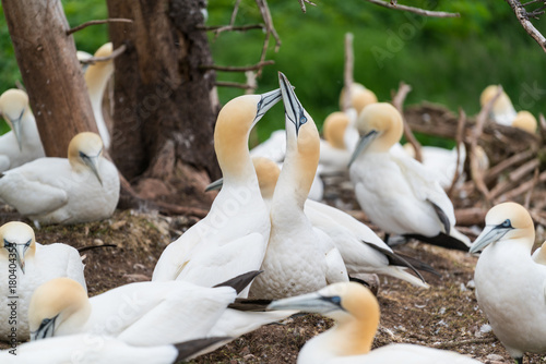 2 Northern Gannets showing love in Bonaventure Island, Quebec, Canada