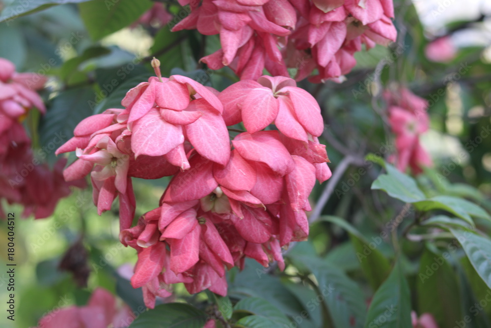 Fototapeta premium mussaenda philippica