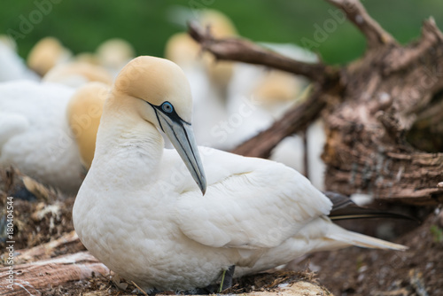 Northern Gannet nesting in Bonaventure Island, Quebec, Canada