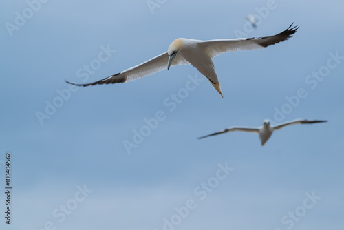 Northern Gannet flying in Bonaventure Island, Quebec, Canada