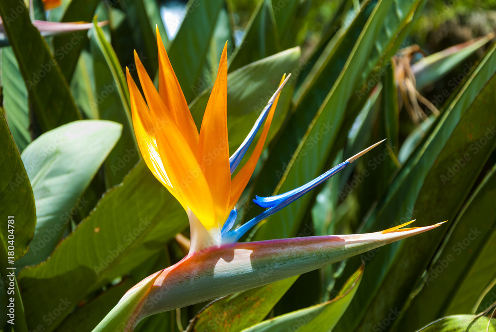 Bird of Paradise Flower or Strelitzia in Guatemala Bird of Paradise Flower or Strelitzia in Guatemala