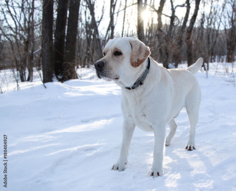 dog labrador on a winter walk