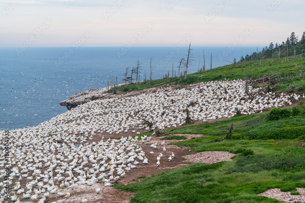 Northern Gannets colony in Bonaventure Island, Quebec, Canada