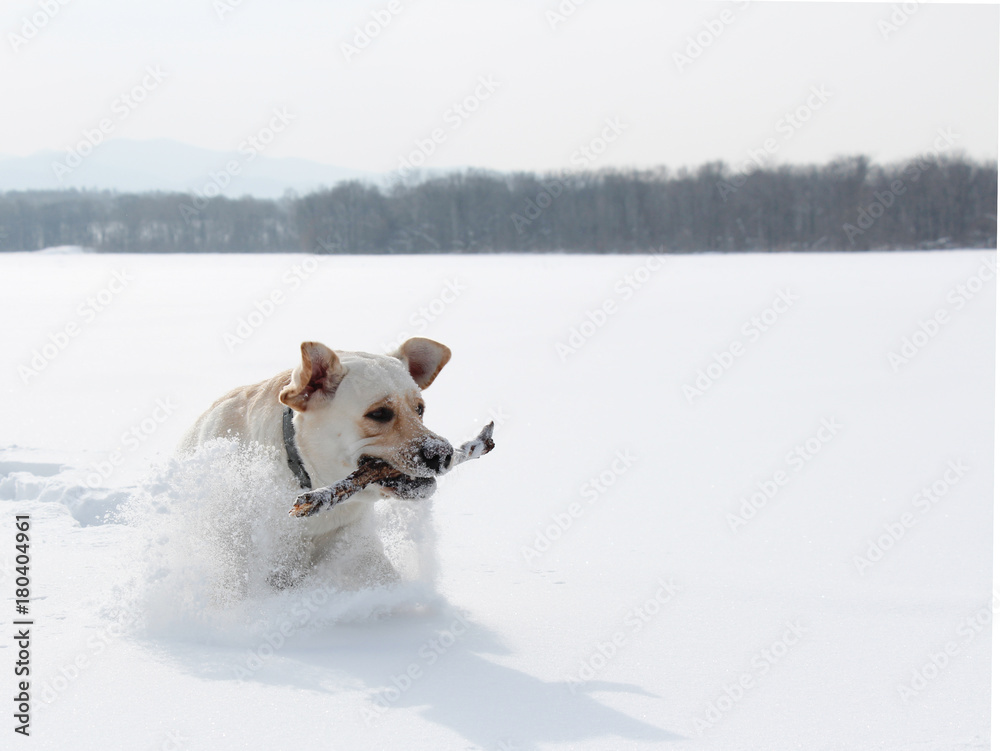 dog labrador on a winter walkr runs through the snow dog labrador on a winter walkr runs through the snow