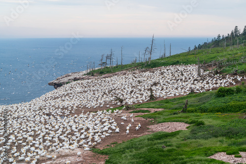 Northern Gannets colony in Bonaventure Island, Quebec, Canada
