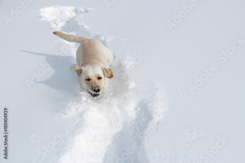 dog labrador on a winter walkr runs through the snow photo