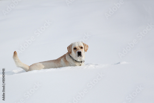 Fototapeta Naklejka Na Ścianę i Meble -  dog labrador on a winter walkr runs through the snow