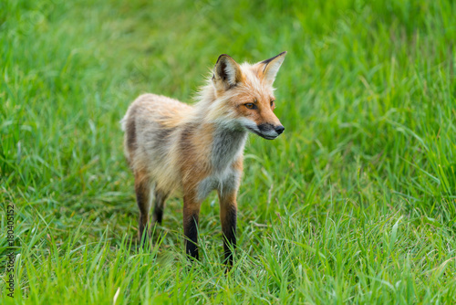 Red fox in Bonaventure Island, Quebec, Canada © Keyops Photos