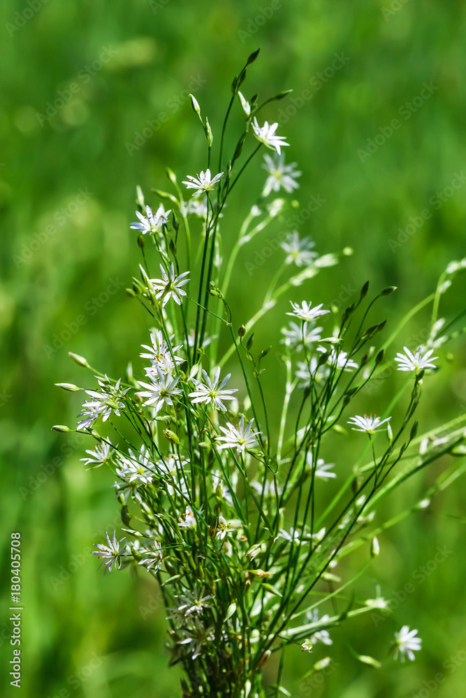 Stellaria Gramineae (lat. Stellaria graminea L.). Wild plants of Siberia Stellaria Gramineae (lat. Stellaria graminea L.). Wild plants of Siberia