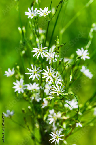 Stellaria Gramineae (lat. Stellaria graminea L.). Wild plants of Siberia