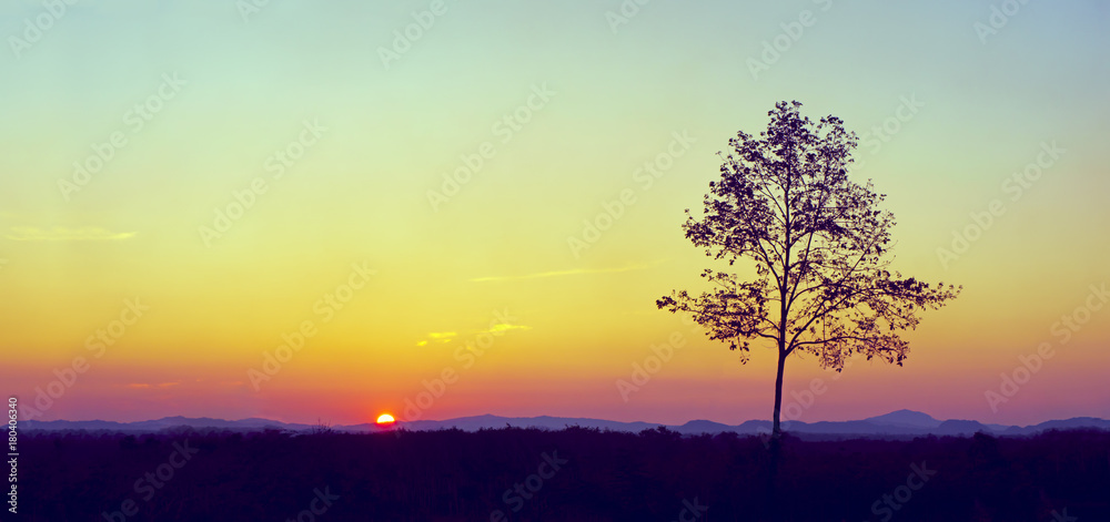 Fototapeta premium Silhouette of a lonely tree