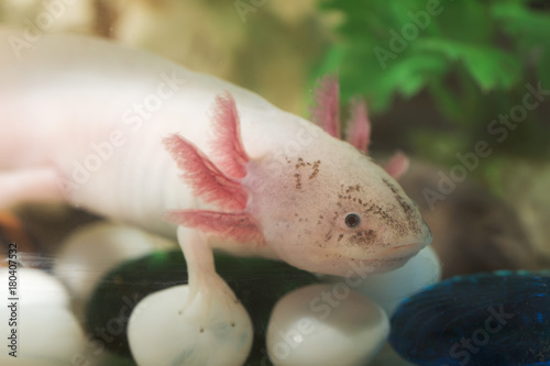 axolotl in an aquarium