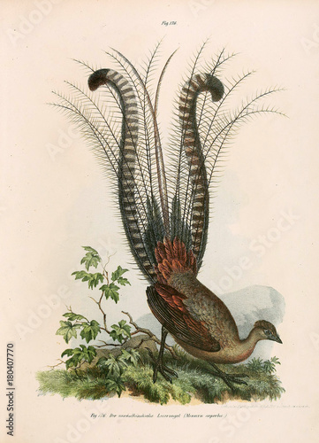 Illustration of birds.