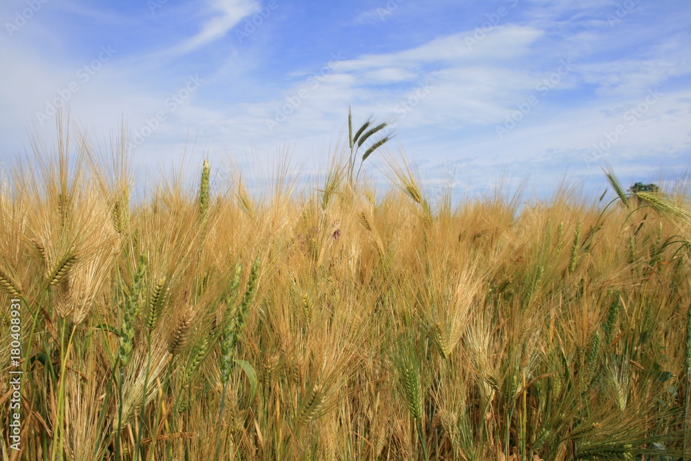 Naklejka premium Summer field