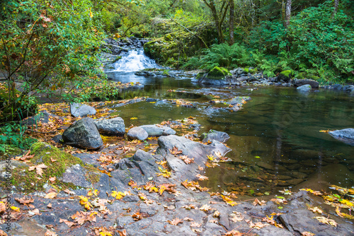 Mountain Stream Waterfall Autumn Landscape with Big Yellow Maple Leaves Strew about Rocks and in Water photo