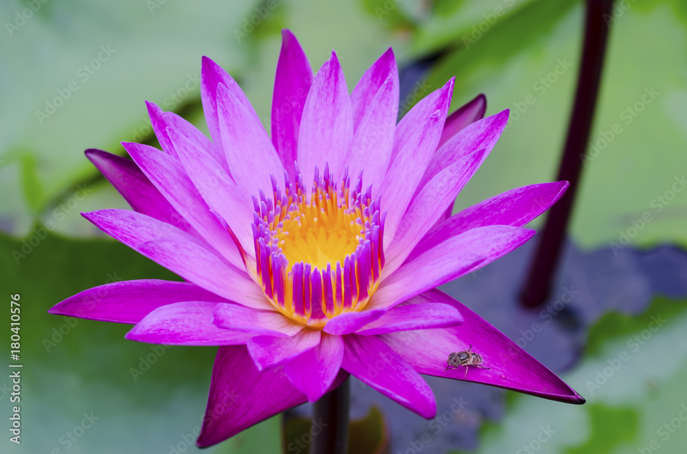 Purple Lotus on blur green leaf background. Purple Lotus on blur green leaf background.