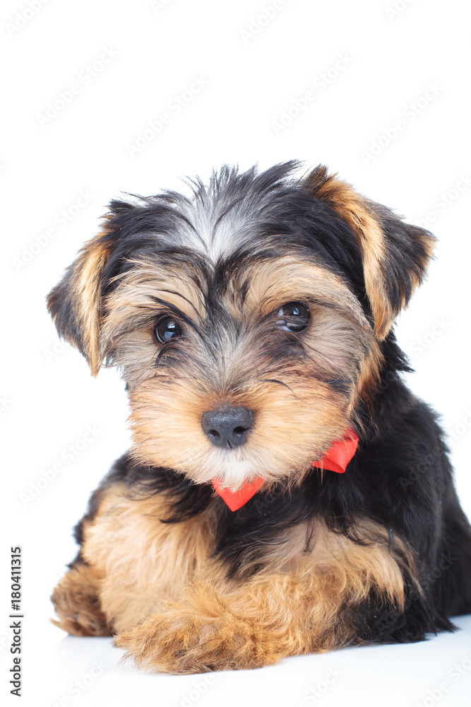little yorkshire terrier laying down on white background little yorkshire terrier laying down on white background