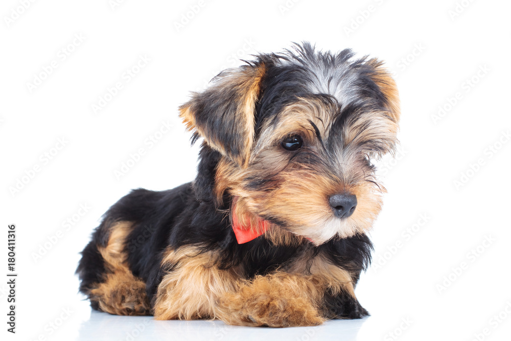 side view of a little yorkie puppy looking away