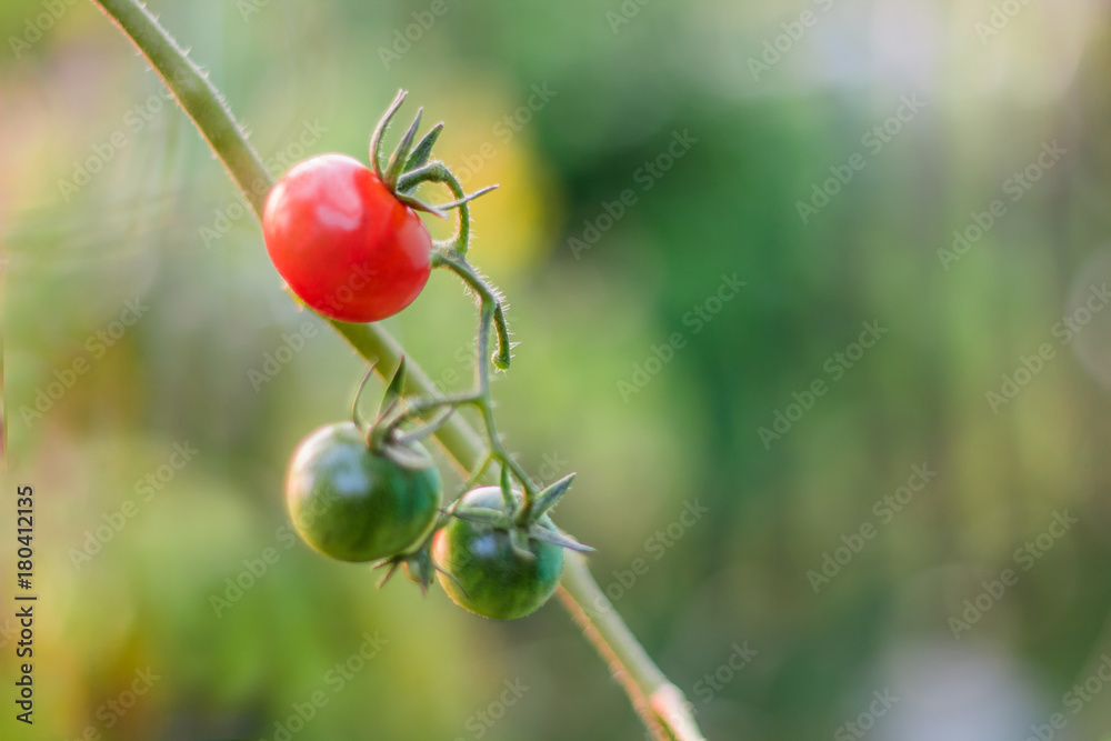 tomatoes on a branch on blurred background in the garden tomatoes on a branch on blurred background in the garden