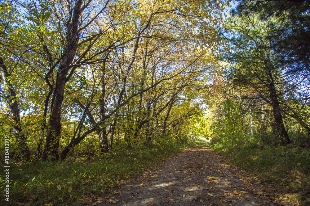 The avenue in autumn forest strewn with leaves.