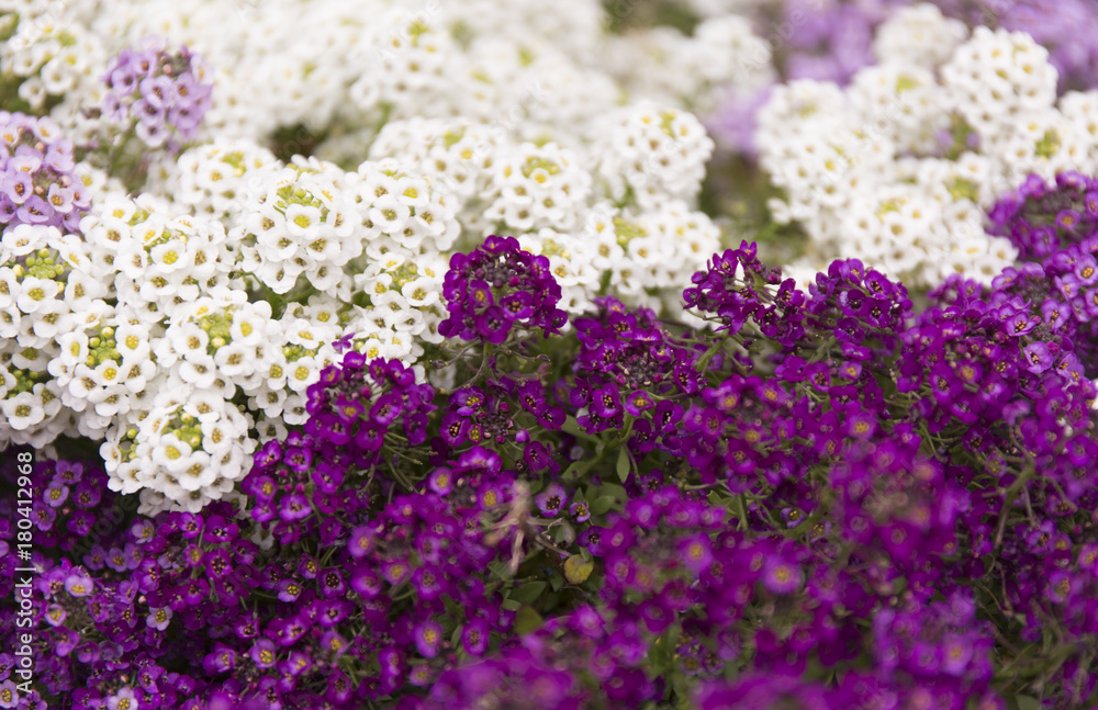 Purple and white summer flower fields. Floral blur background. Purple and white summer flower fields. Floral blur background.