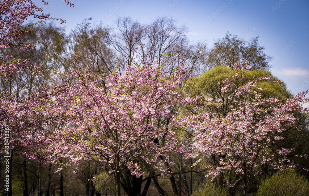 Fototapeta premium sunny, spring, beauty, botany, japanese, floral, fresh, branch, garden, natural, sakura, petal, plant, season, white, japan, tree, background, beautiful, bloom, blossom, flower, nature, pink