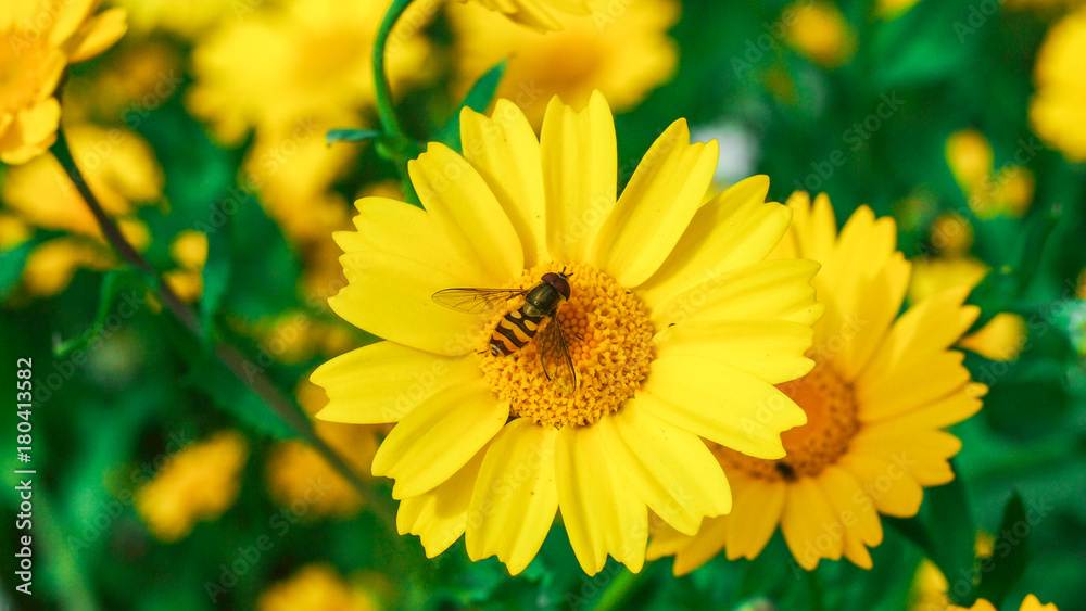 Wasp resting on a big yellow daisy flower in a sunny day. Wasp resting on a big yellow daisy flower in a sunny day.