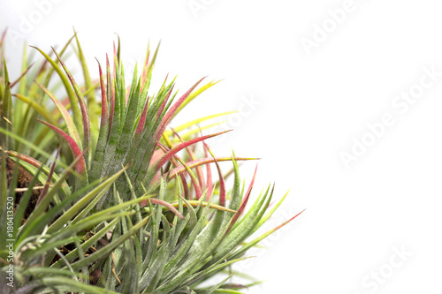 Isolated picture of Tillandsia ionantha in white background