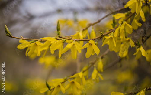 sunny day, sunny, forsythia, yellow flowers, yellow, spring, colorful, fresh, flora, beauty, season, garden, outdoor, plant, branch, park, tree, color, beautiful, background, nature © Julija