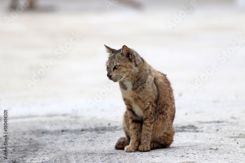 Striped orange cat sitting on the concrete ground. a small domesticated carnivorous mammal with soft fur, a short snout, and retractile claws. It is widely kept as a pet.