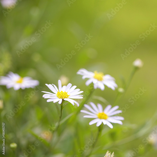 White Zinnia flowers