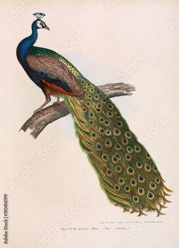 Illustration of birds.