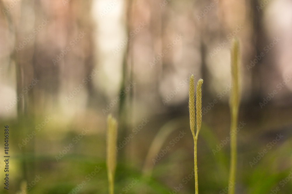 Autumn Grass Autumn Grass