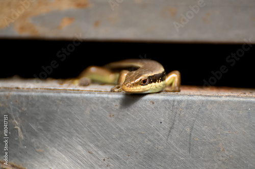 Common garden skink (Eutropis multifasciata) portrait