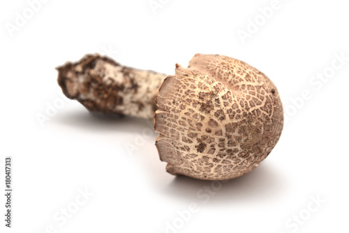  agaricus porphyrocephalus mushroom