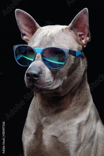 beautiful thai ridgeback dog in sun glasses