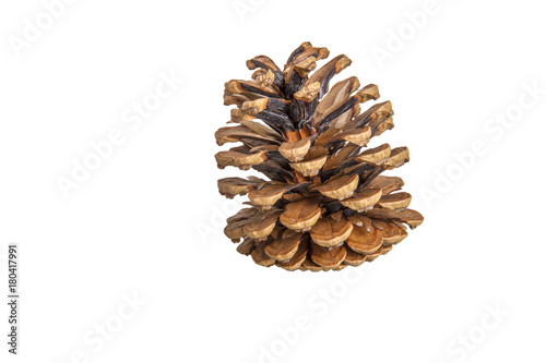 Wallpaper Mural pinecone on white background isolated Torontodigital.ca