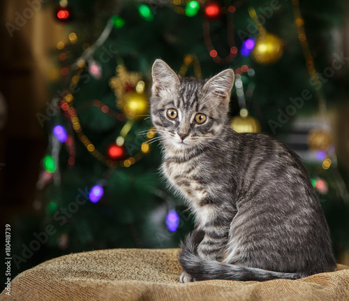 Cute little tabby kitten sits looking at the camera on a festive background with a Christmas tree