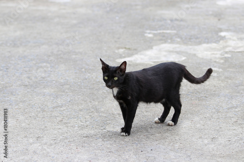 Black and white cat standing on the concrete ground. a small domesticated carnivorous mammal with soft fur, a short snout, and retractile claws. It is widely kept as a pet.