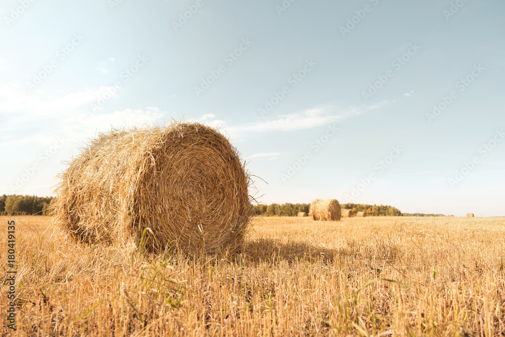 Haystacks rolled up in the stubble field