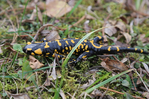 Fire salamander