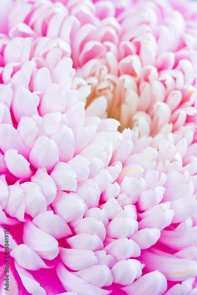 Obraz premium Beautiful pink chrysanthemum