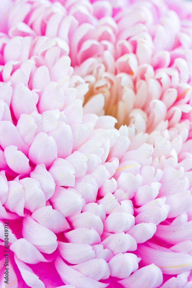 Beautiful pink chrysanthemum