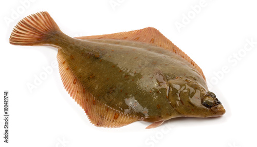 Fotografia, Obraz Plaice Fish (Pleuronectes platessa)