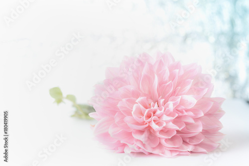 Big beautiful pink pale flower on bokeh background  front view. Creative floral greeting card for Mothers day  wedding   happy event or birthday