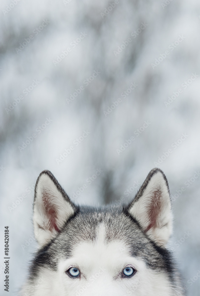Fototapeta premium Portrait of Siberian Husky on background forest with snow. Ears and blue eyes. Symbol of new year 2018. Copy space