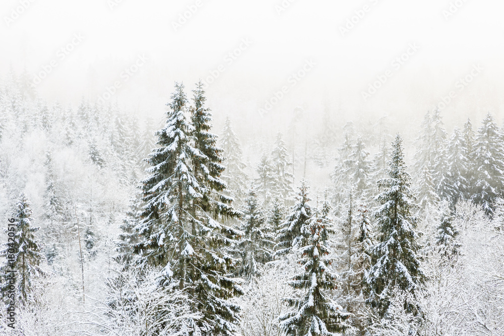 Obraz premium Cold weather in the woods in the winter
