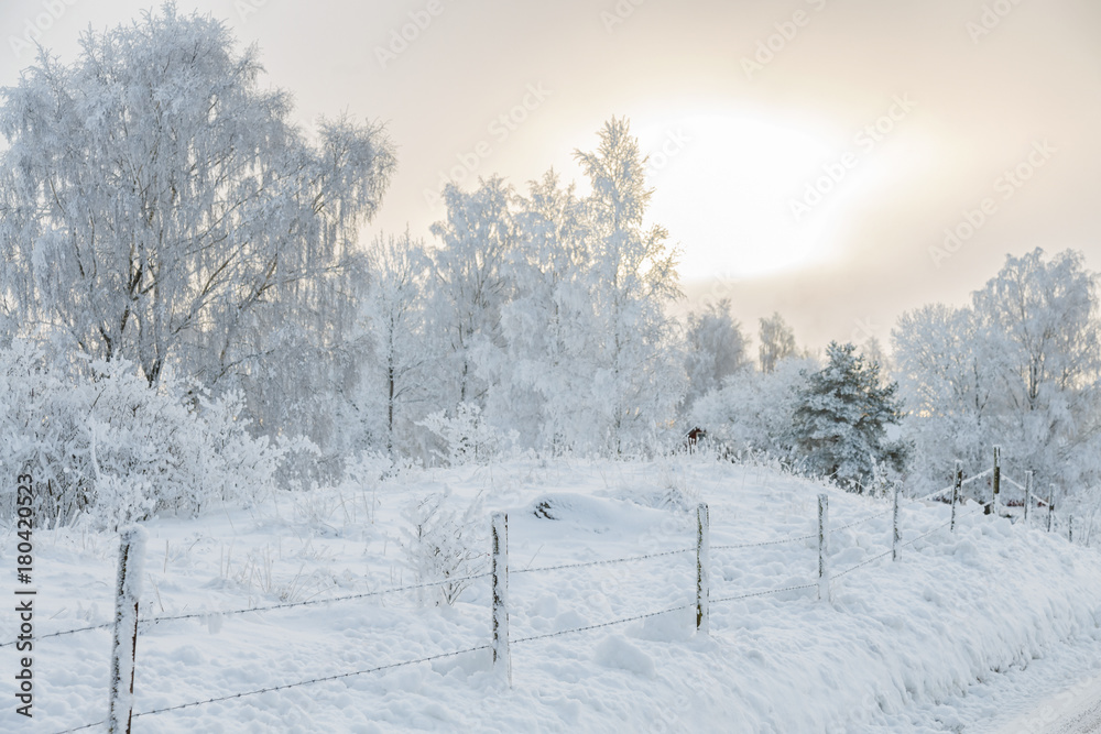 Fototapeta premium Barbed wire fence in a winter landscape with snow and frost