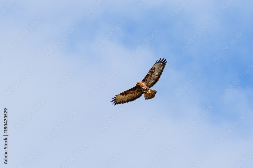 Fototapeta premium Buzzard flying with spread wings